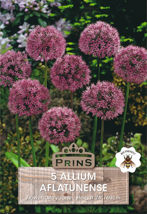 Seed packet for Prins 5 Allium Aflatunense, showing five blooming pink-purple spherical flower heads on green stems against a garden background, with a wood-textured label at the bottom.