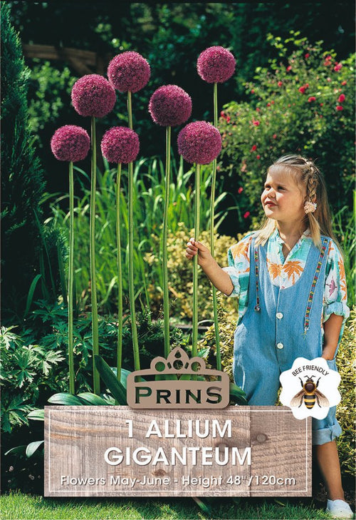 A young girl stands in a garden next to a large decorative plant labeled '1 ALLIUM GIGANTEUM' with tall purple flower heads on long green stems. The image includes a 'PRINS' brand plaque and a bee-friendly badge.