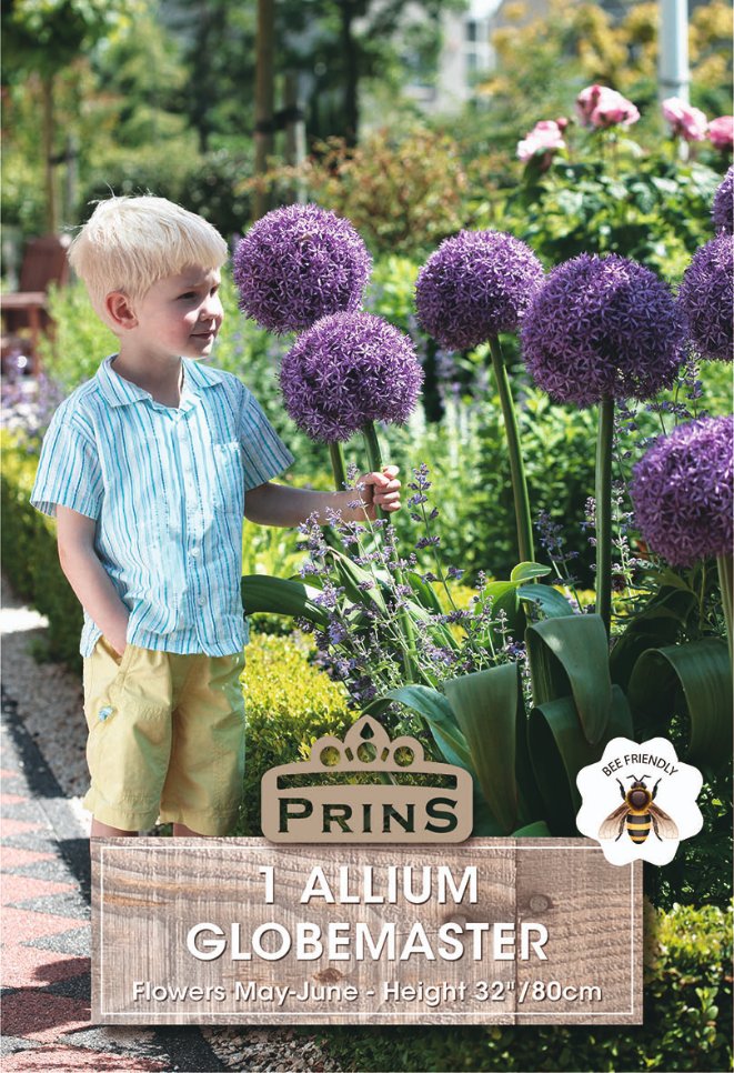 A young blond boy in a blue striped shirt and yellow shorts stands in a garden beside tall purple allium flower balls. A printed label at the bottom reads 'PRINS' and '1 ALLIUM GLOBEMASTER' with flower height details, and a bee icon appears on the right.
