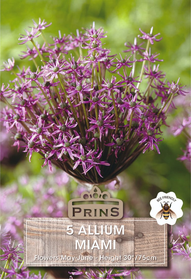 Seed packet artwork for Prins 5 Allium Miami, showing a close-up of purple allium flowers with a green blurred garden background and product text overlay.