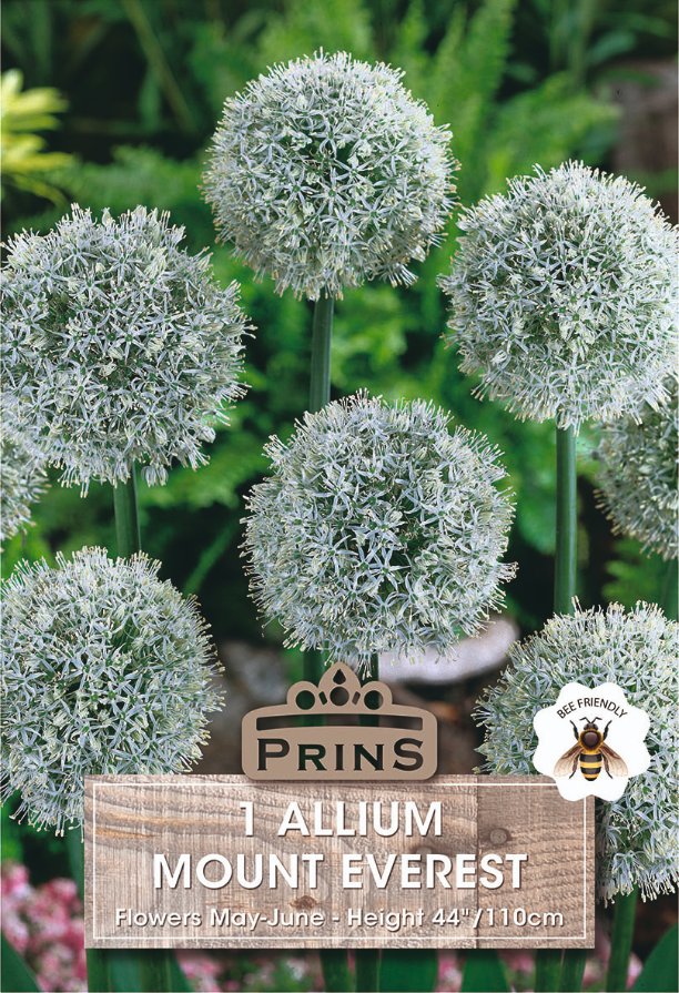 Seed packet for '1 Allium Mount Everest' featuring a close-up photo of the silvery-white globe flowers on green stems, with the brand name PRINS and a bee icon on a green garden background.