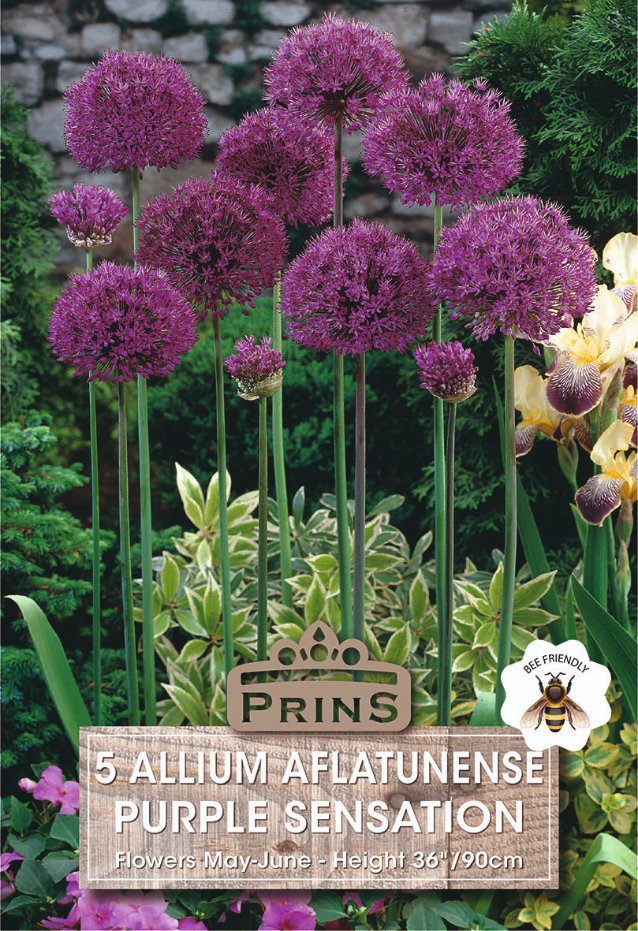 Purple allium flowers blooming in a garden setting, with a label reading '5 ALLIUM AFLATUNENSE PURPLE SENSATION' and a bee-friendly badge.