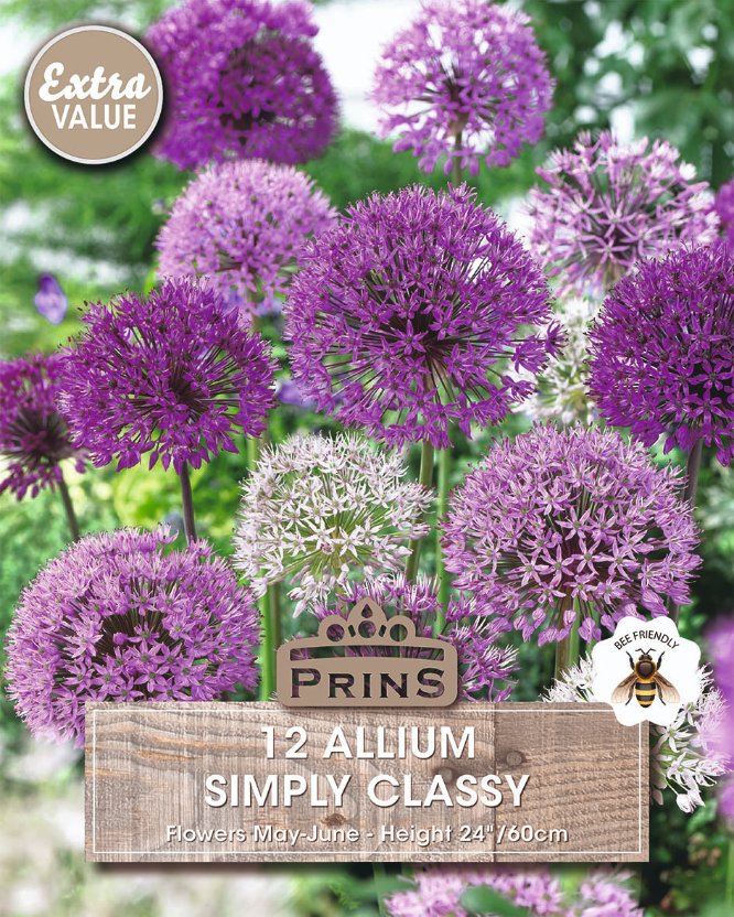 Seed packet artwork for PRINS '12 Allium Simply Classy' showing clusters of purple and white allium flowers on a blurred green garden background, with text and brand badge overlays.