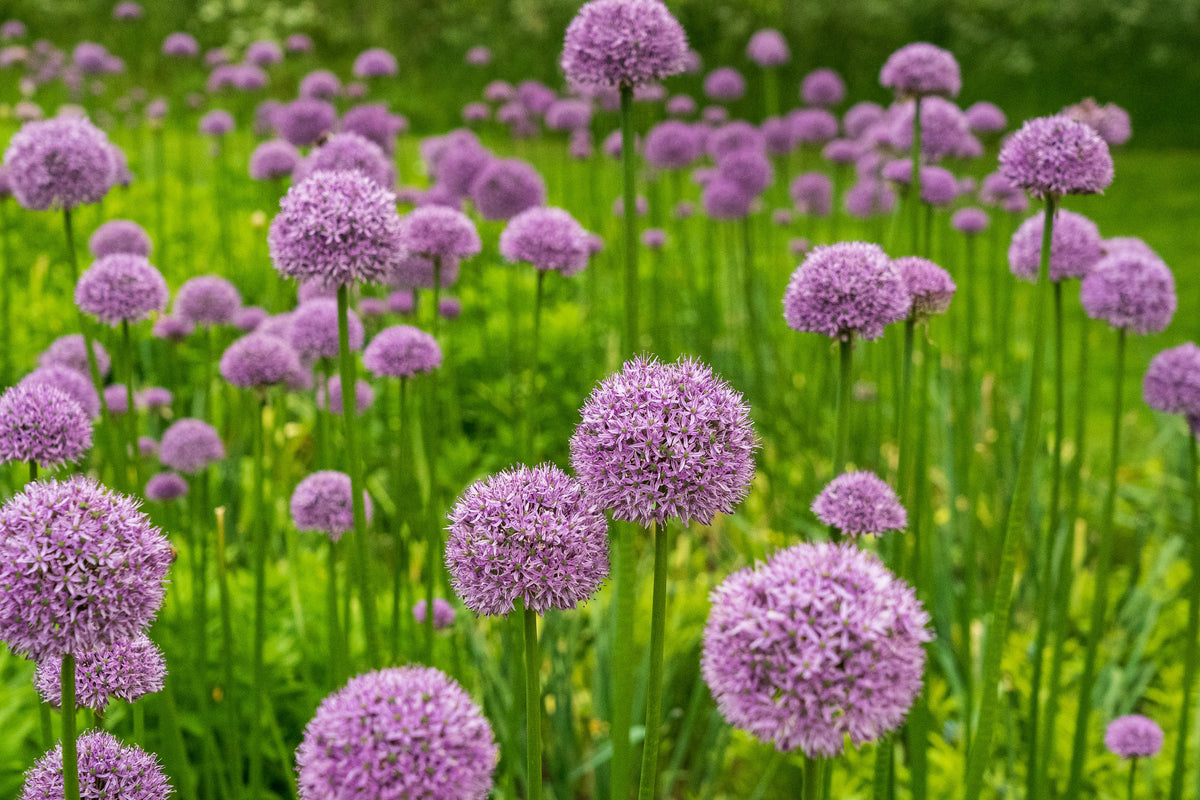 Purple flowers in a field with green grass