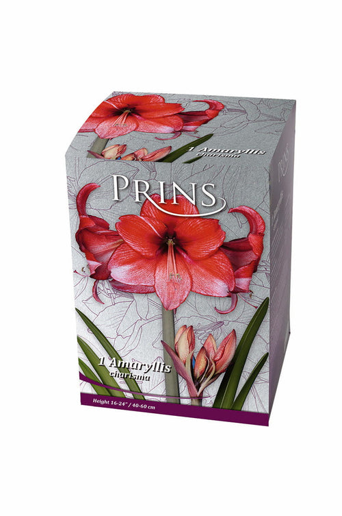 A boxed floral product labeled PRINS, featuring red amaryllis flowers and green leaves on a light gray box with purple accents, photographed on a plain white background.