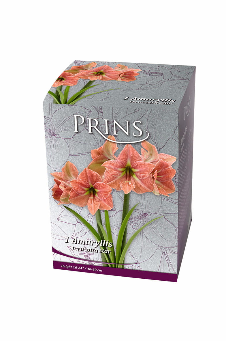 A rectangular product box for PRINS Amurillis (Tulipa gesneria) star, featuring a gray floral pattern background with illustrations of pink amurillis and green stems, on a white background.