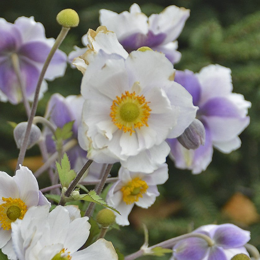 Close-up of Anemone ‘Dreaming Swan’® flowers with white petals, lilac-blue backs, and golden-yellow centres in bloom.