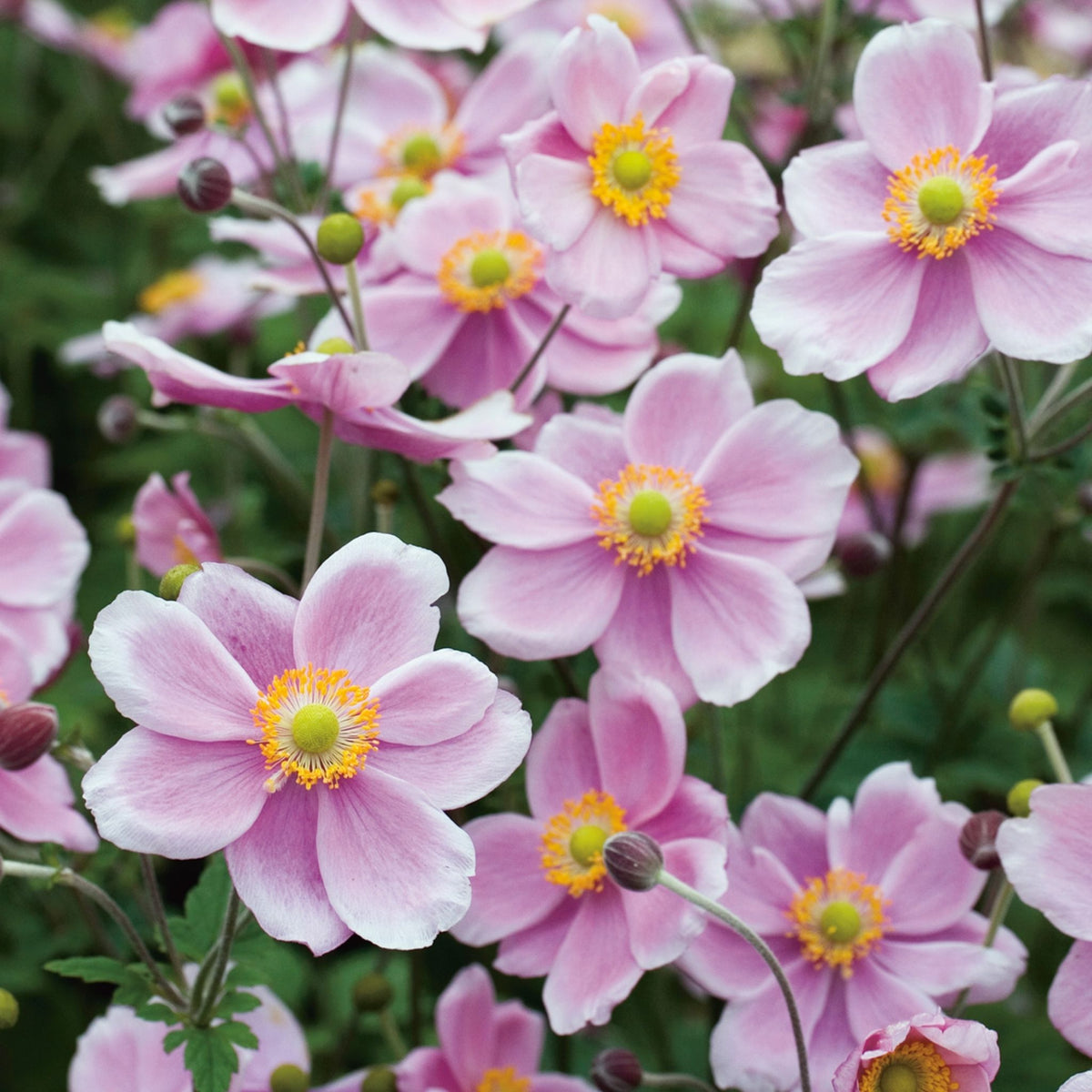 Anemone hupehensis 'Rose Shades'