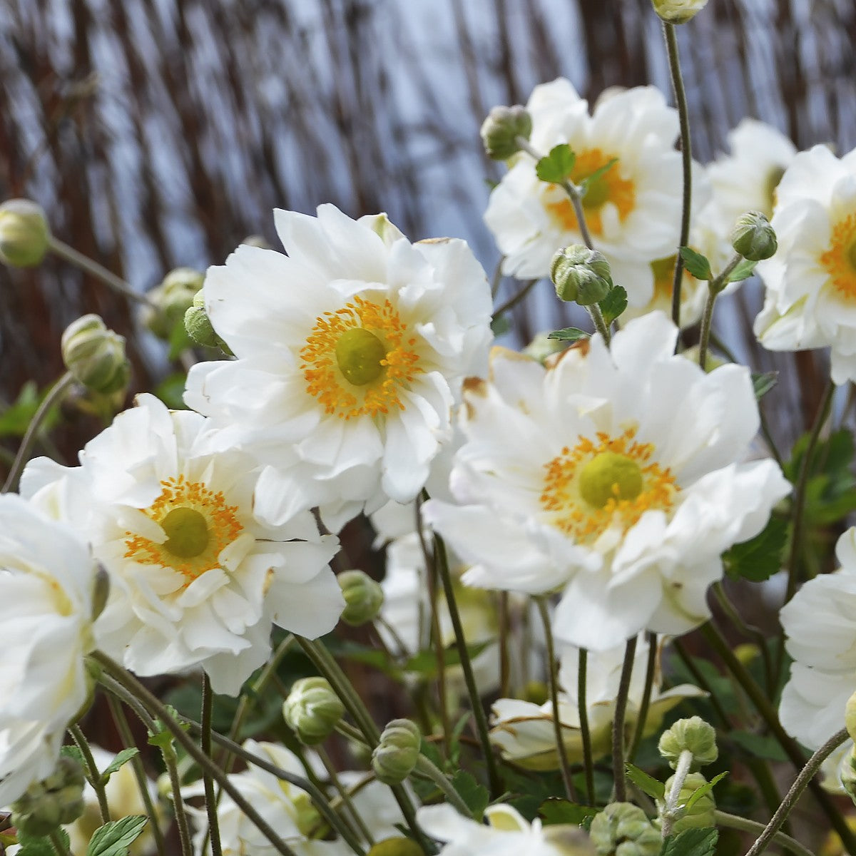 Close-up of semi-double white Anemone ‘Whirlwind’ flowers with golden-yellow centres blooming above green foliage.