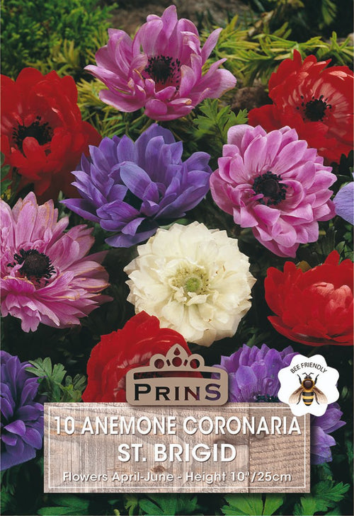 Seed packet artwork for Prins 10 Anemone Coronaria St. Brigid, showing a dense cluster of anemone flowers in red, pink, purple, and white with green foliage.