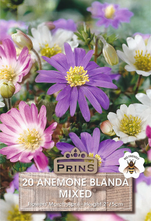 Seed packet cover for Prins 20 Anemone Blanda Mixed flowers, showing a close-up of purple, pink, and white anemone blossoms with green foliage. Text at the bottom reads '20 ANEMONE BLANDA MIXED' and 'Flowers March-April - Height 2 / 5cm'.