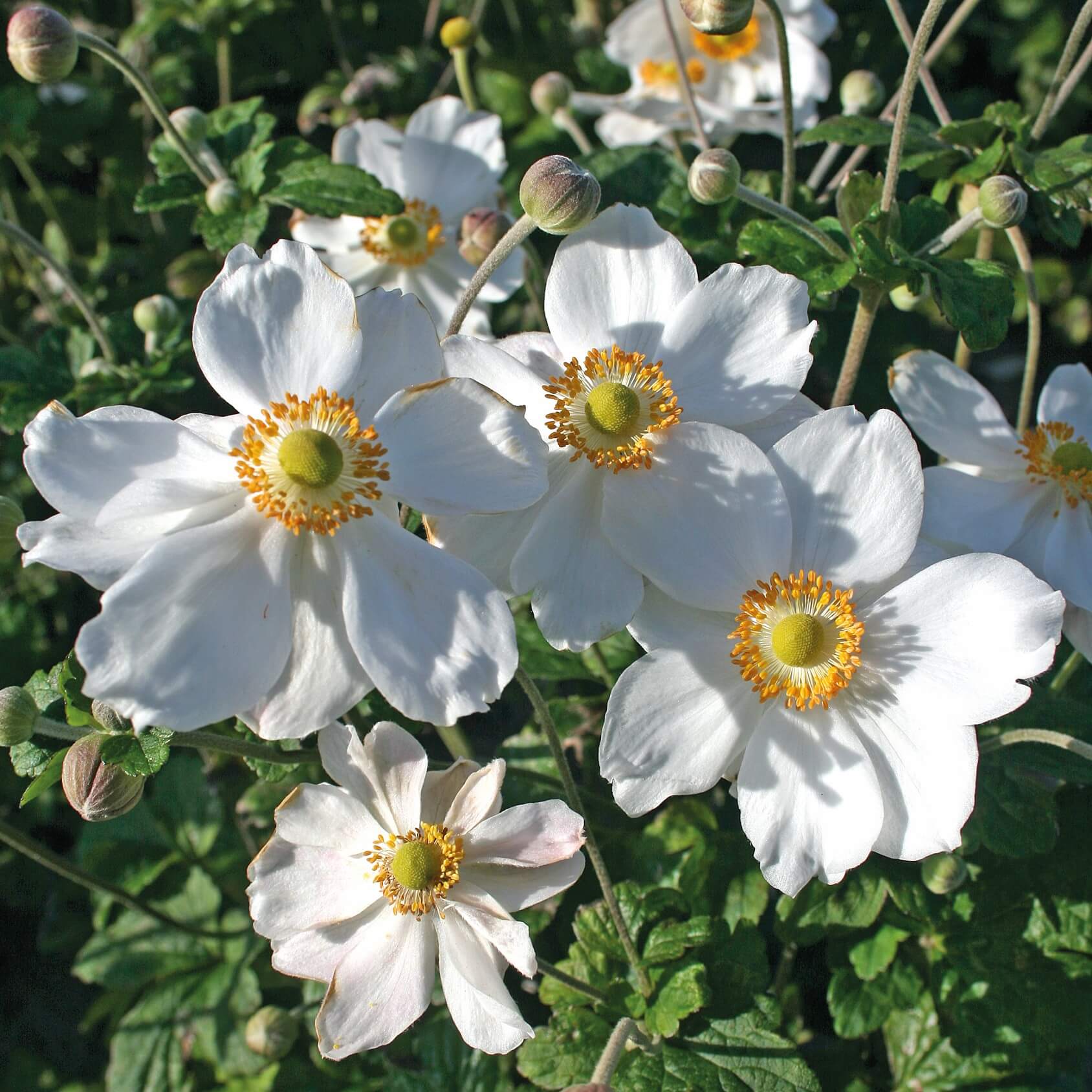 Close-up of elegant white Anemone ‘Honorine Jobert’ flowers with golden-yellow centres on tall stems.