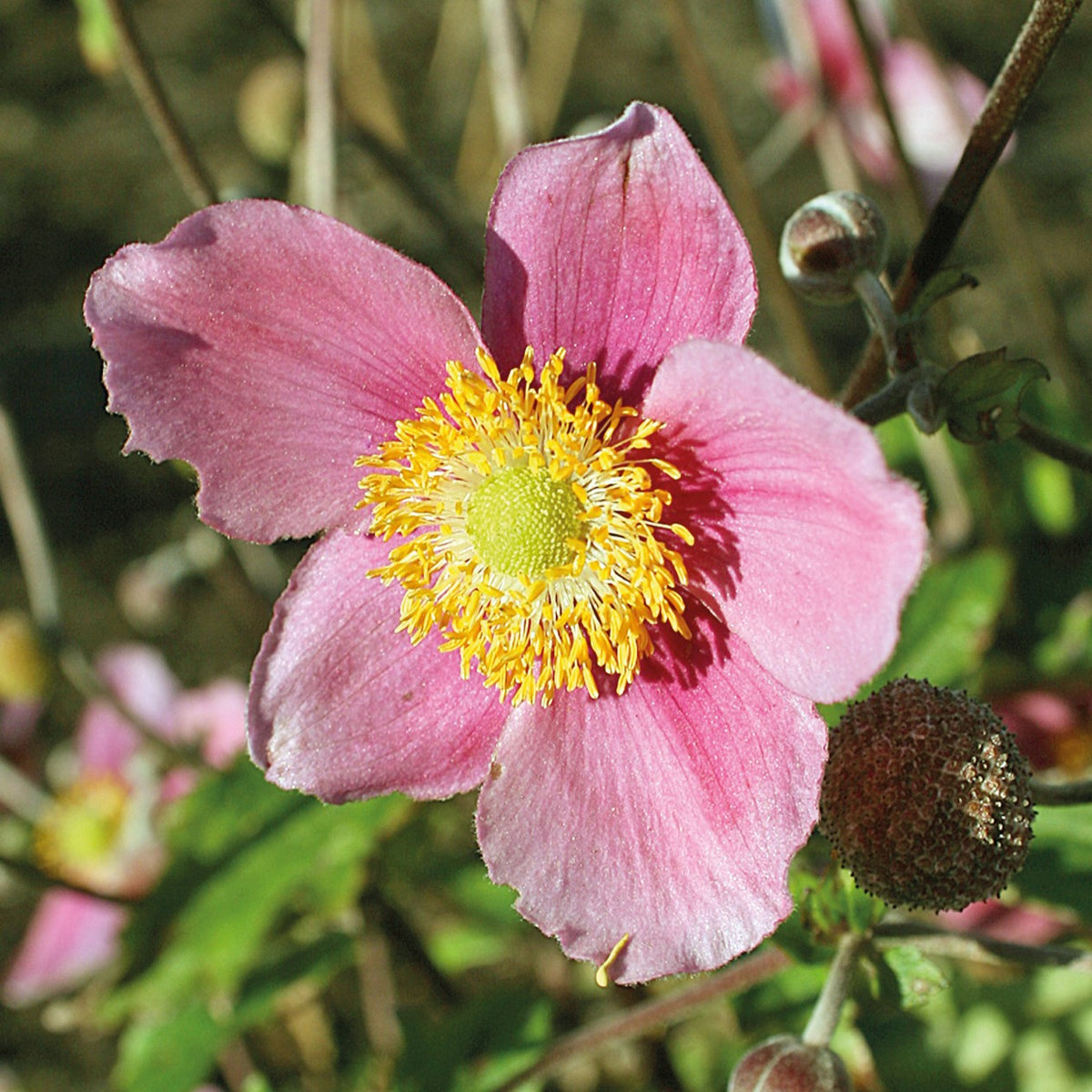 Close-up of soft pink Anemone ‘September Charm’ flowers with golden-yellow centres blooming above green foliage.