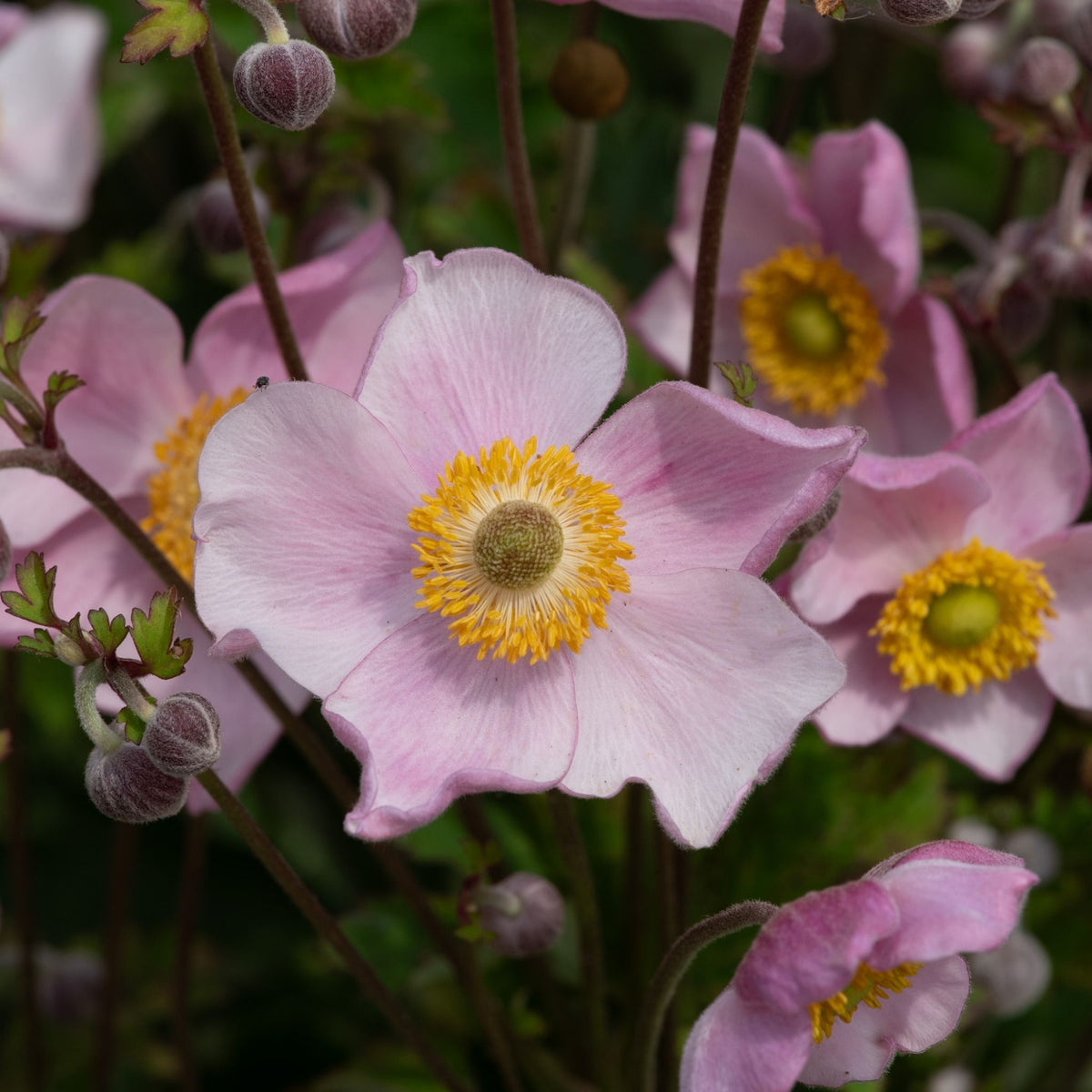 Close-up of Anemone hupehensis ‘Princess Pink’ with rose-pink single flowers and dark green foliage.