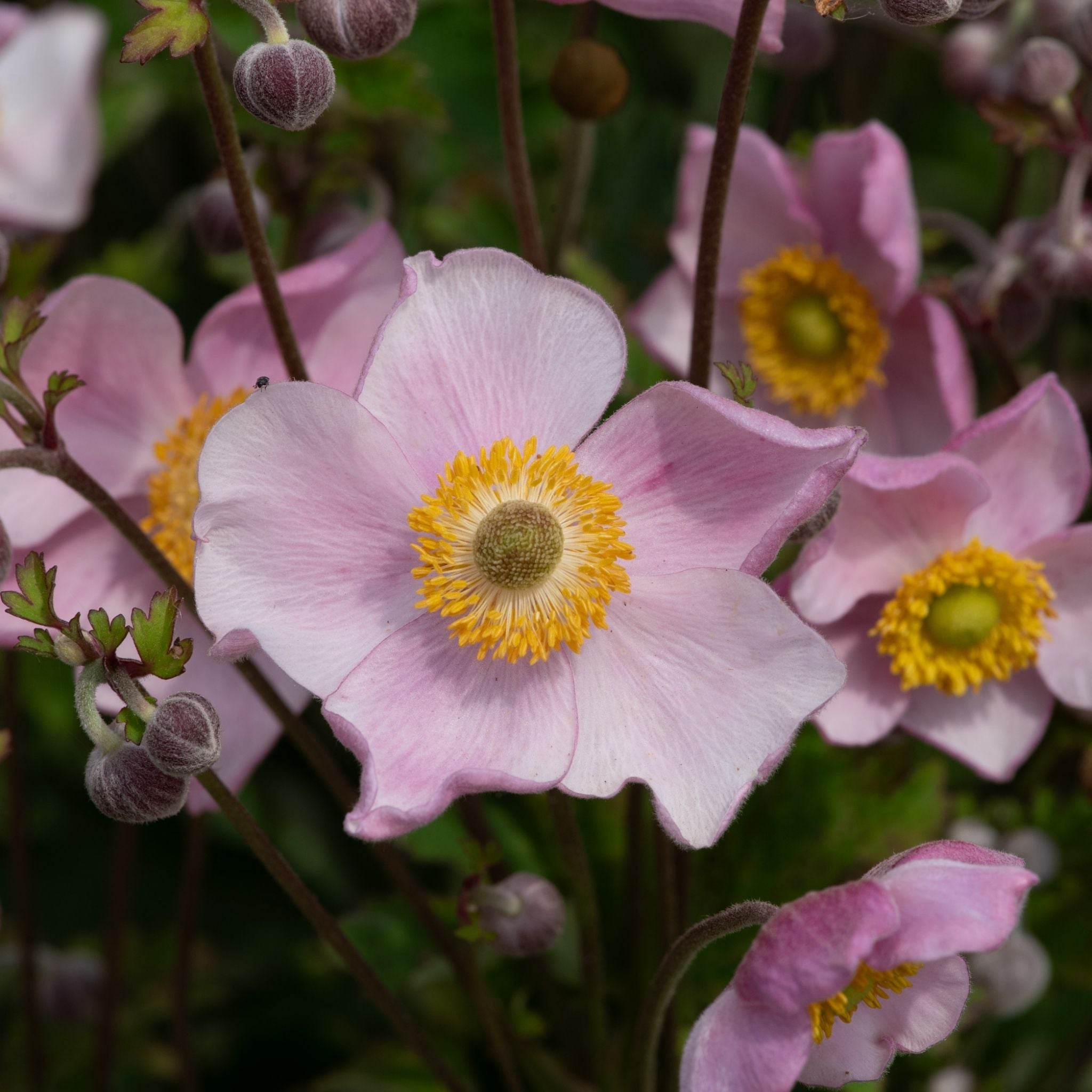 Close-up of Anemone hupehensis ‘Princess Pink’ with rose-pink single flowers and dark green foliage.