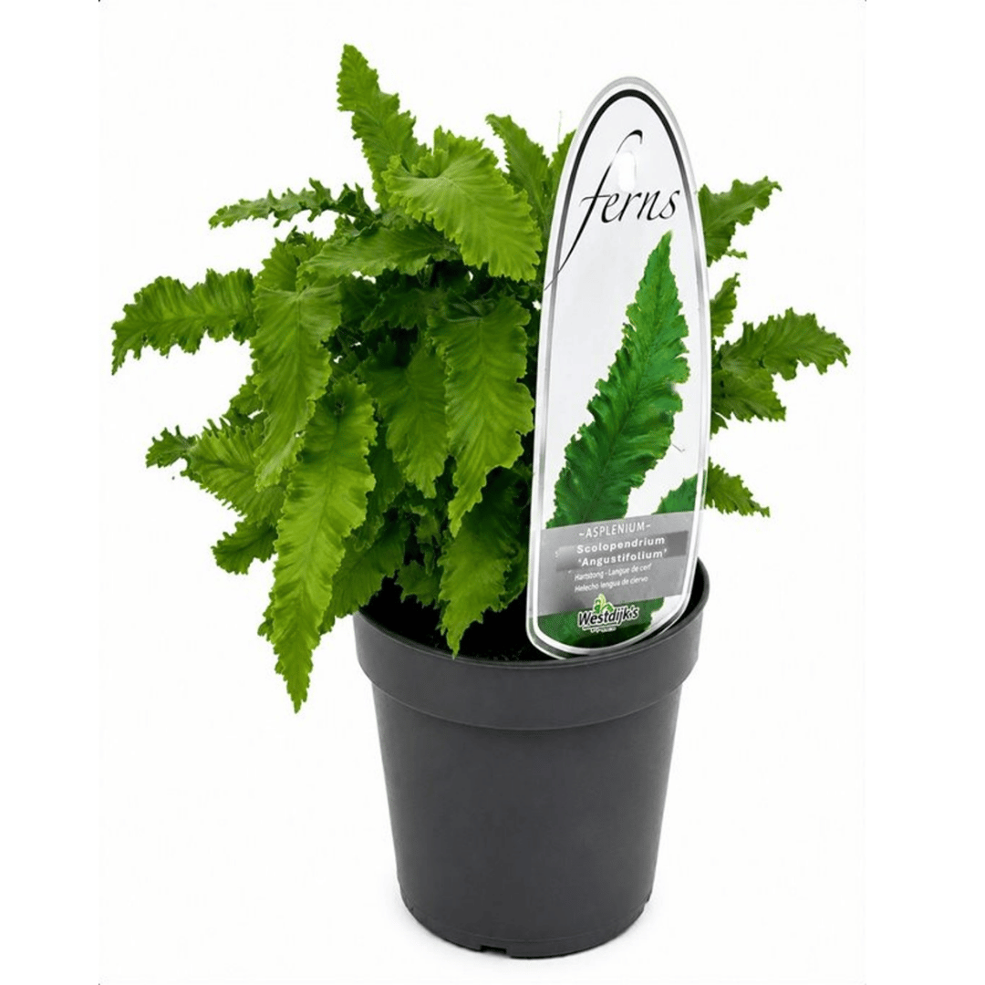A potted live fern plant with lush green fronds in a black nursery pot, featuring a clear plastic tag with a green fern leaf graphic and the brand name Ferns.
