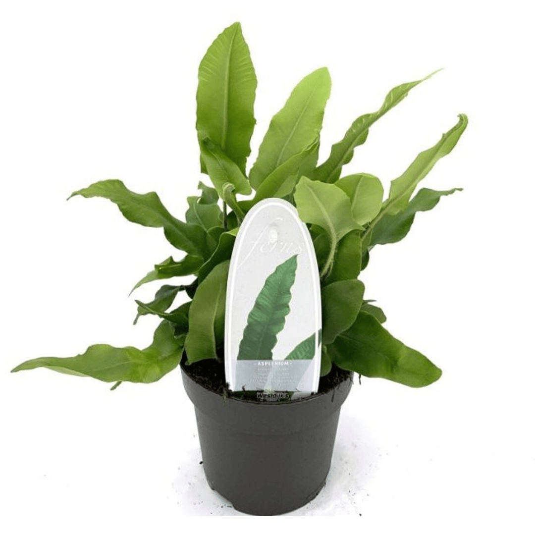 A green leafy houseplant in a black nursery pot with a white product tag standing in the soil, photographed on a plain white background.