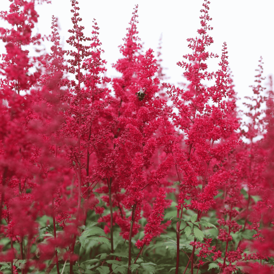 Close-up of deep crimson-red feathery flower plumes of Astilbe ‘Fanal’ rising above bronze-green foliage.