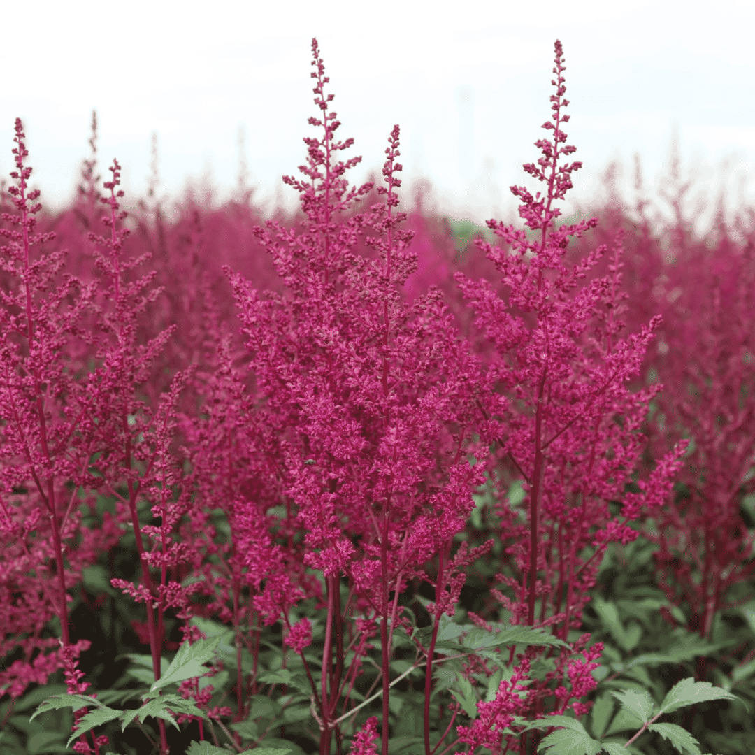 Close-up of soft pink feathery flower plumes of Astilbe ‘Elisabeth van Veen’ above deep green foliage.