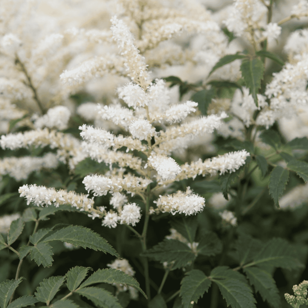 Close-up of pure white feathery flower plumes of Astilbe ‘Washington’ rising above deep green foliage.