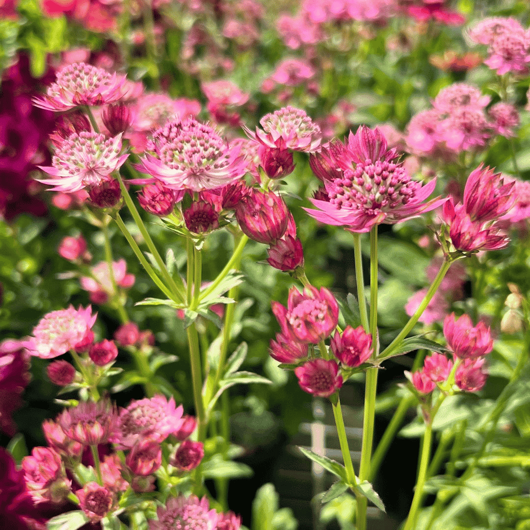 Astrantia 'Cerise Button' producing rich cerise-pink pincushion flowers above attractive green foliage during summer.