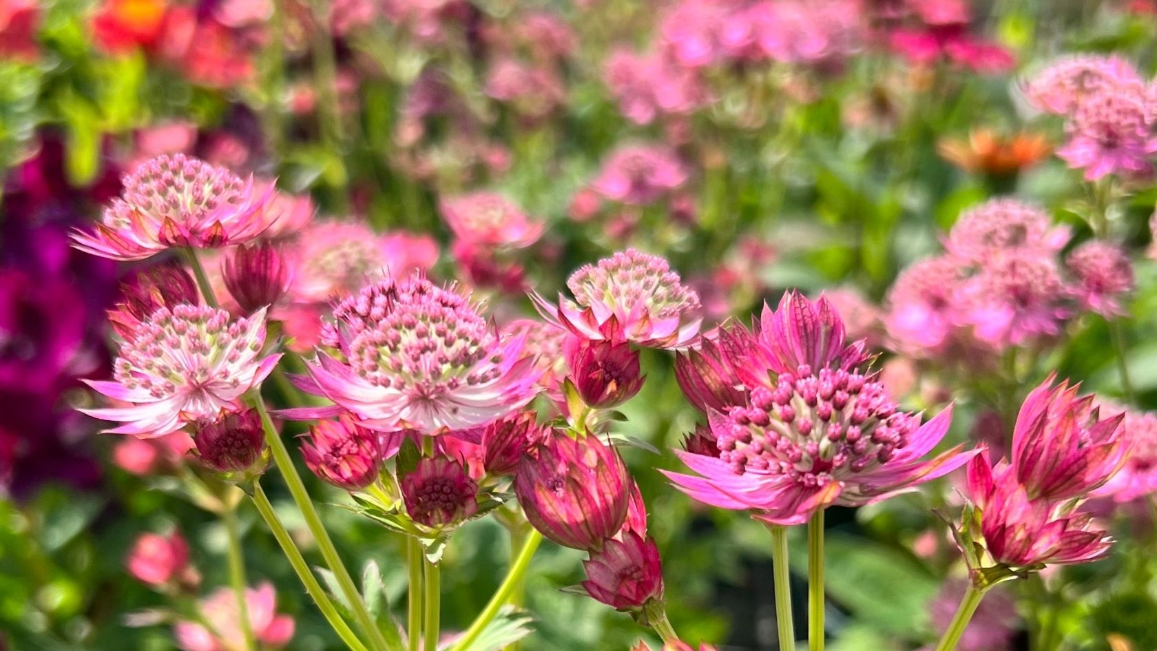 Close-up of pink Astrantia major flowers blooming in a lush summer garden display.