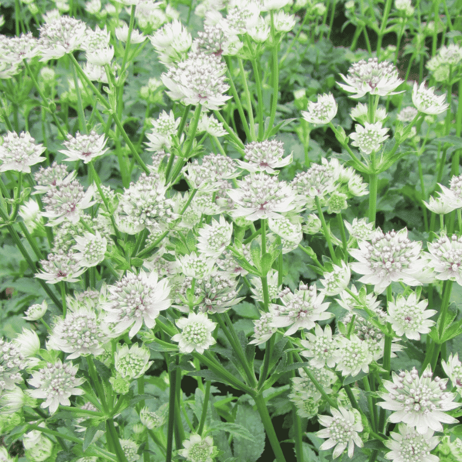 Close-up of delicate white Astrantia ‘Star of Billion’ flowers with green-tinted bracts above fresh green foliage.