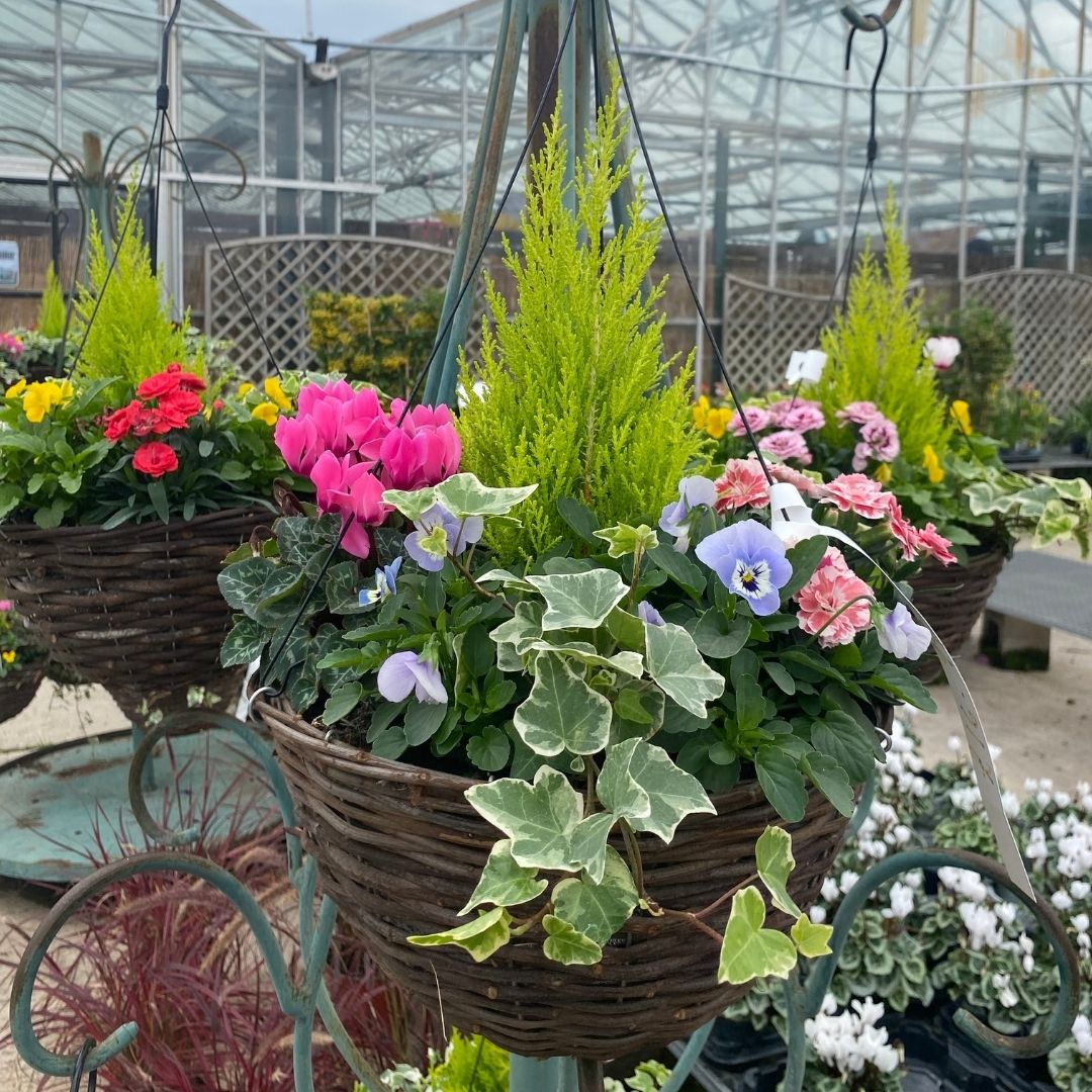 A large woven wicker hanging planter basket filled with green foliage and colorful flowers, suspended on a metal stand in a greenhouse setting.