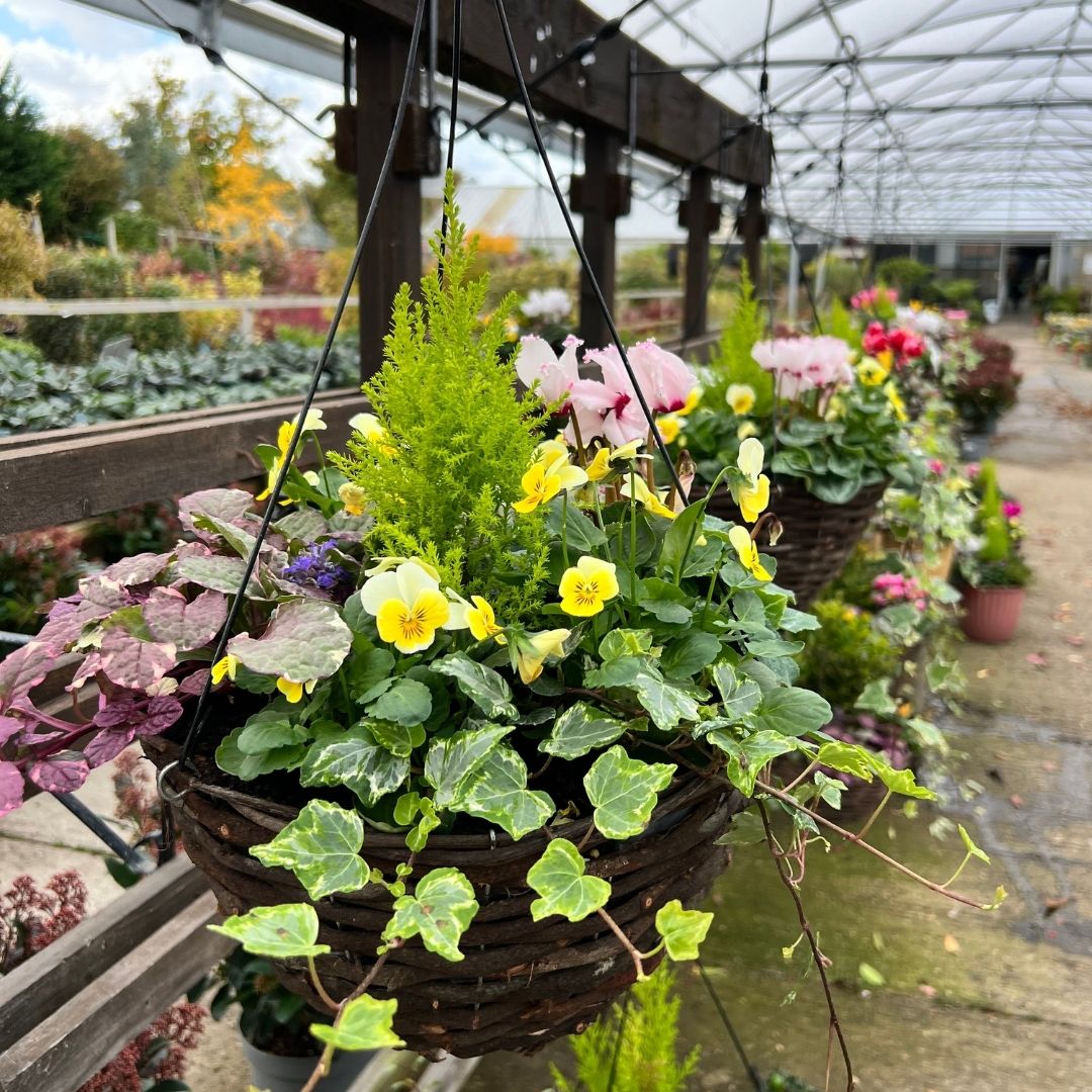 A hanging wicker basket planter filled with green ivy, yellow flowers, and a tall green plant, displayed in a greenhouse next to other potted plants.