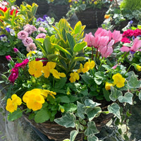 Ready planted autumn and winter hanging basket with mixed seasonal plants and foliage for outdoor garden displays.