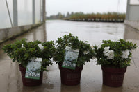 Rhododendron Encore® Pure White azalea growing in a 3L pot in the nursery with healthy compact evergreen foliage.