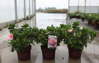 Three Azalea japonica Encore® Autumn Sunburst plants in 3L nursery pots with a few open coral-pink and white blooms among glossy green foliage.