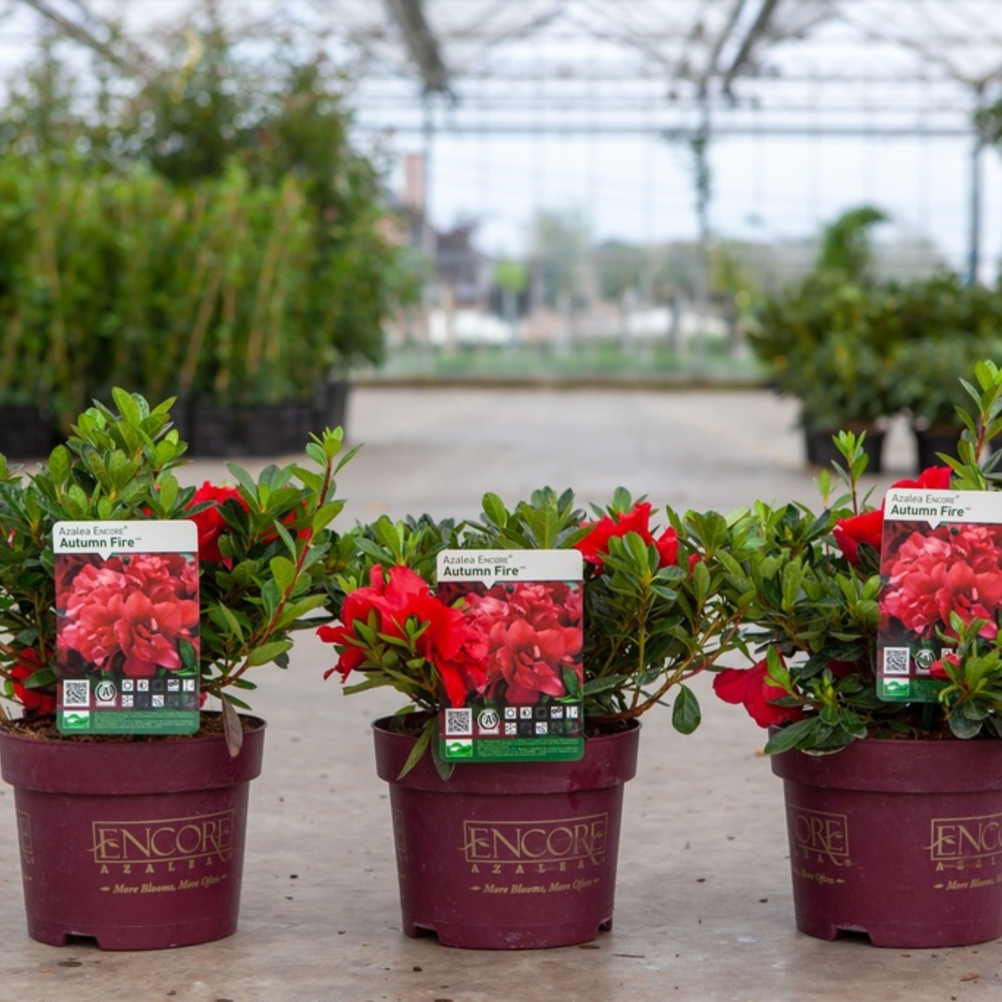 Azalea japonica Encore® AUTUMN FIRE (PBR)