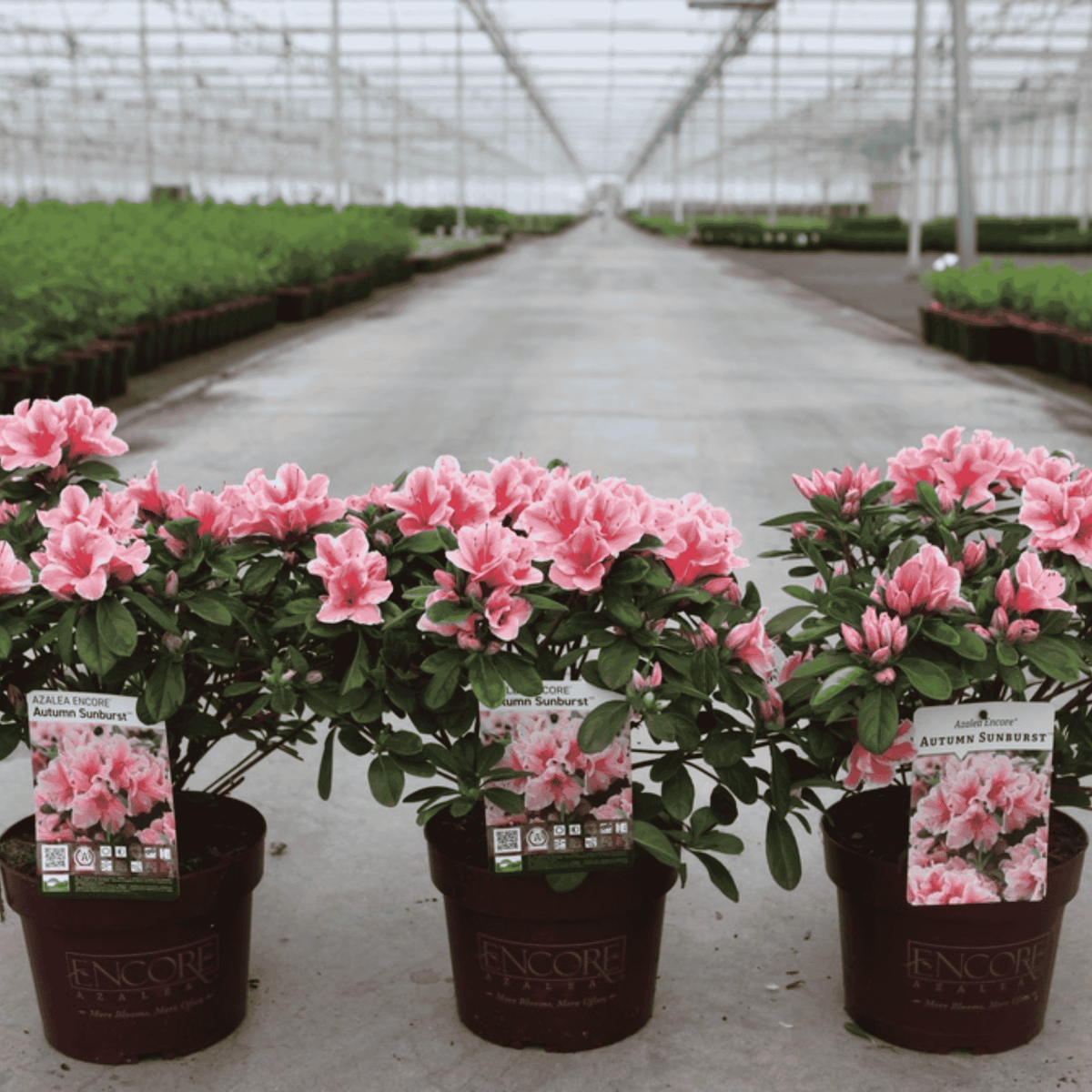 Three Azalea japonica Encore® Autumn Sunburst plants in 3 litre nursery pots covered in coral-pink flowers with white-edged petals.