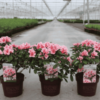 Three Azalea japonica Encore® Autumn Sunburst plants in 3 litre nursery pots covered in coral-pink flowers with white-edged petals.