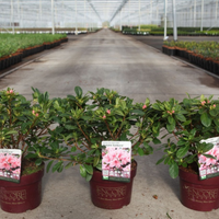 Three Azalea japonica Encore® Autumn Sunburst plants in 3 litre pots showing flower buds and healthy evergreen foliage in the nursery.