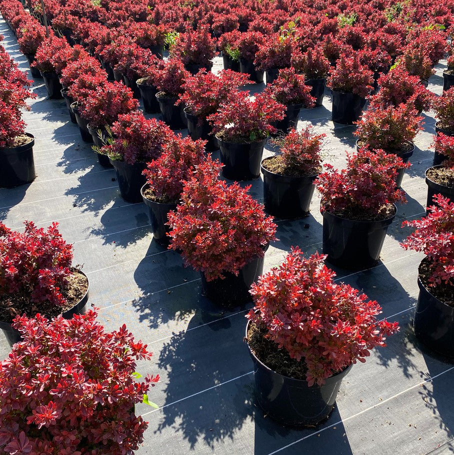 Berberis shrubs growing in an outdoor field nursery ready for wholesale and landscape planting.