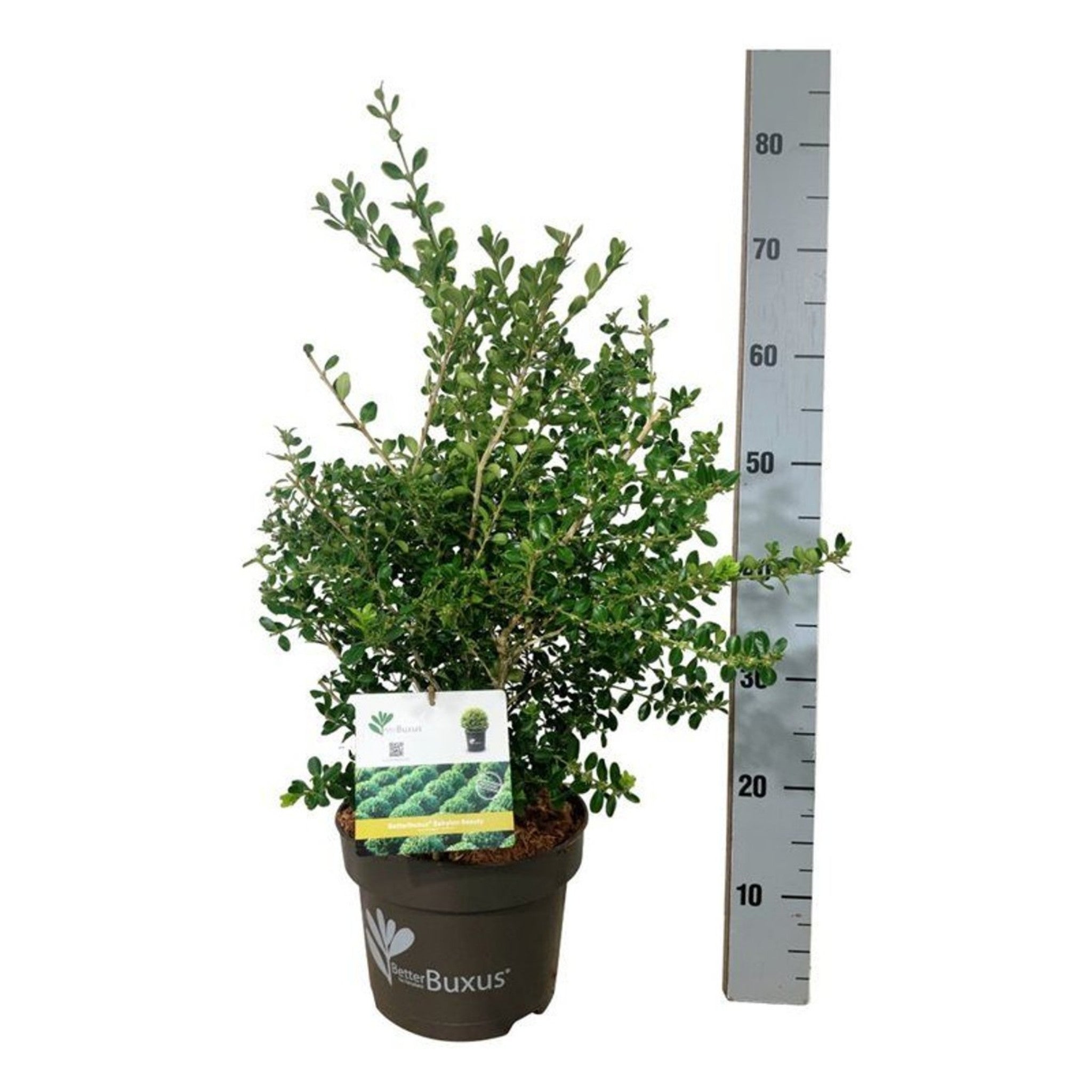 BetterBuxus 'Babylon Beauty'
