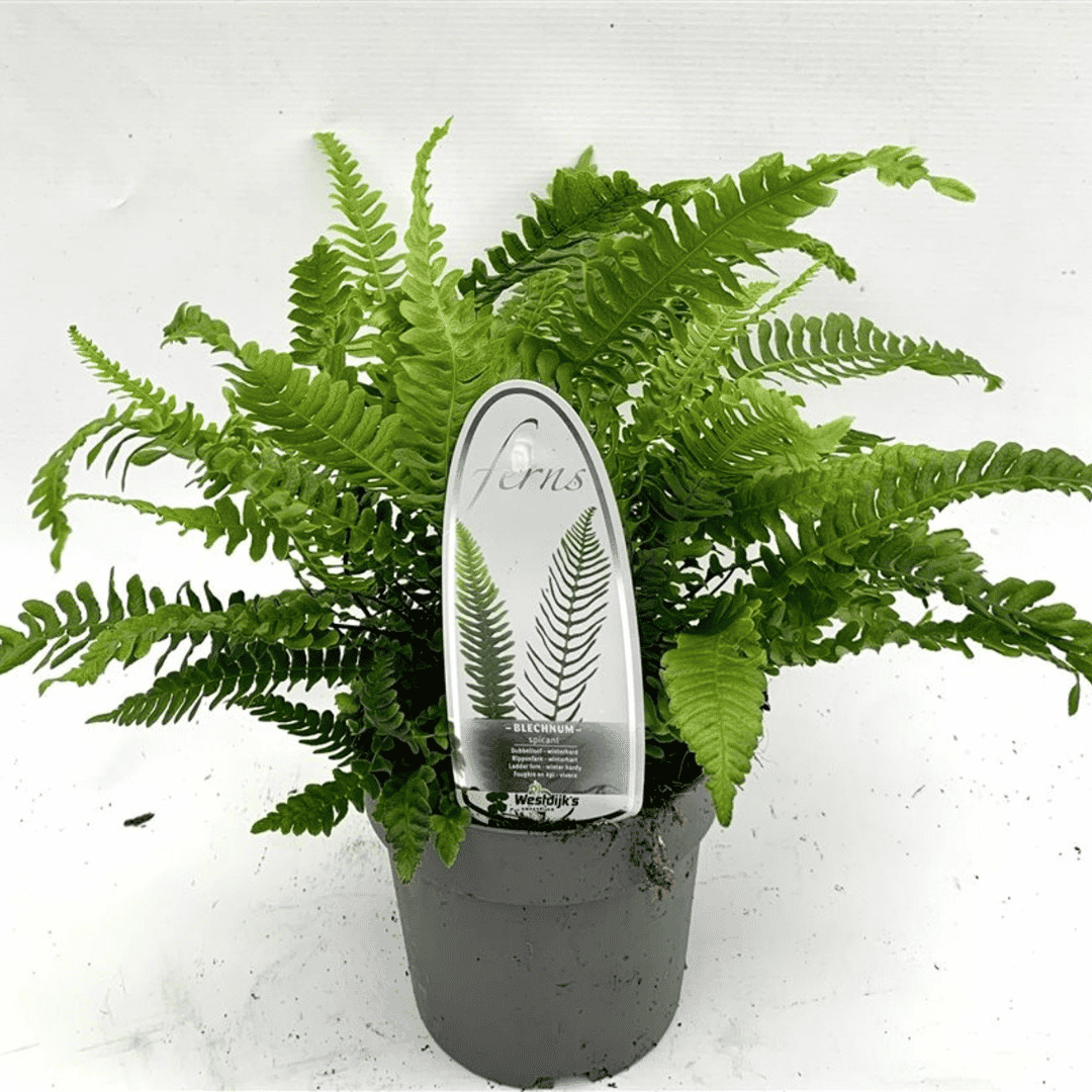 Blechnum spicant – Evergreen Hard Fern