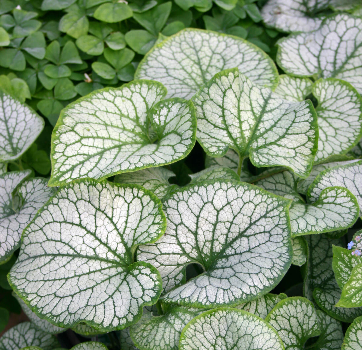 Close-up of Brunnera ‘Jack Frost’ with silver heart-shaped foliage veined in green.