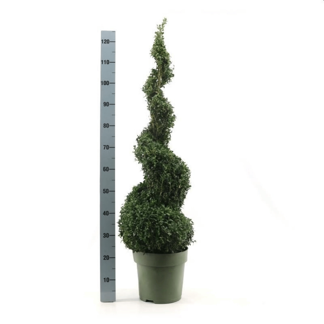 Spiral Buxus plant next to a measure rule.