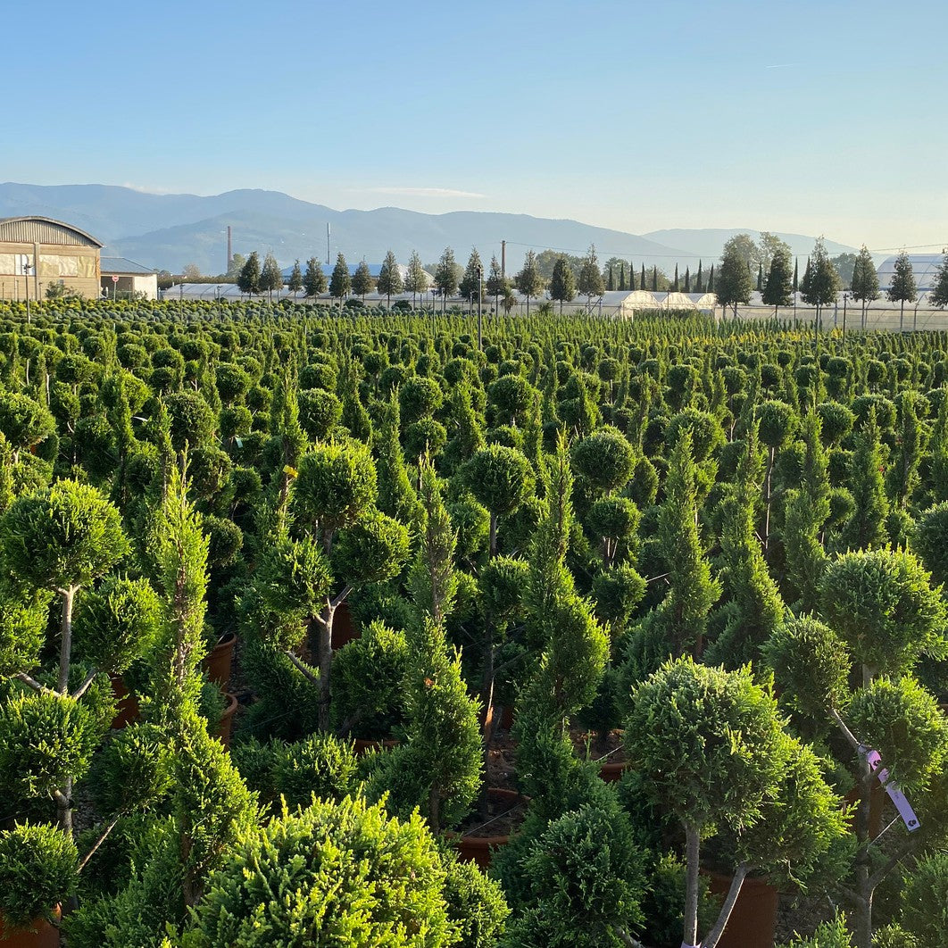 Trade topiary plants supplied for landscaping, garden design and commercial projects.