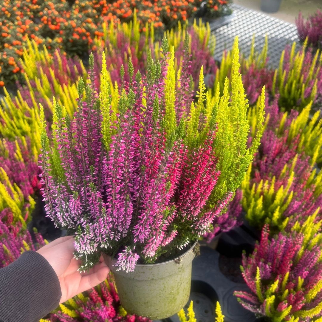 A potted plant of vibrant heather flowers in shades of magenta pink, lime green, and yellow, held by a hand in a nursery or garden center.