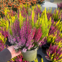 A potted plant of vibrant heather flowers in shades of magenta pink, lime green, and yellow, held by a hand in a nursery or garden center.