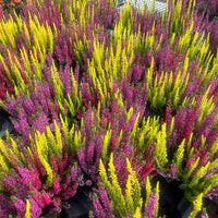 A dense cluster of ornamental heather plants in bright yellow-green and magenta-pink flower spikes, growing in black nursery pots.