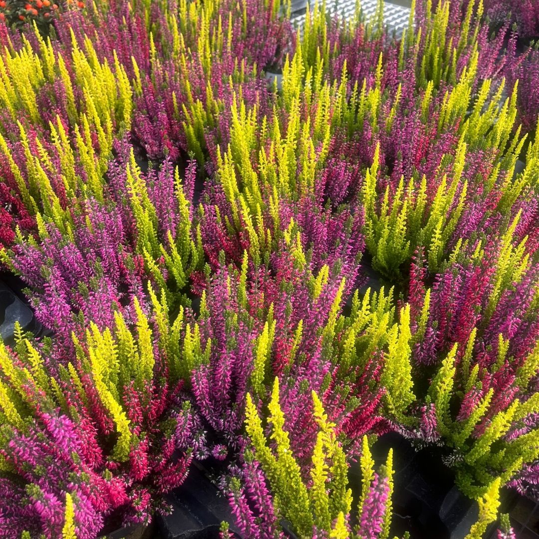 A dense cluster of ornamental heather plants in bright yellow-green and magenta-pink flower spikes, growing in black nursery pots.