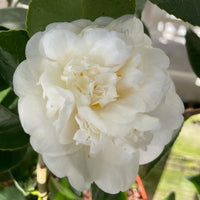 A close-up of a large white camellia flower in full bloom, surrounded by dark green leaves with a softly blurred outdoor background.