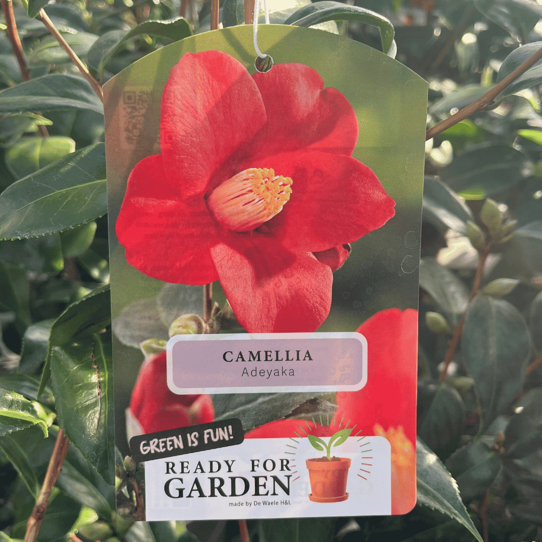 A hanging plant tag for a Camellia Adeoyaka seedling, featuring a large photo of a red flower on the tag, with text reading 'CAMELLIA Adeoyaka' and 'GREEN IS FUN! READY FOR GARDEN'. The tag is photographed outdoors against green leaves and branches.