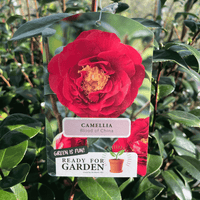 A hanging seed packet for a camellia plant with a large photo of a red flower on the front, shown among real green leaves and garden stems. The packet text reads 'CAMELLIA Blood of China' and 'READY FOR GARDEN.