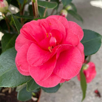 A vibrant pink camellia flower in full bloom with green leaves, photographed outdoors against a blurred concrete background.